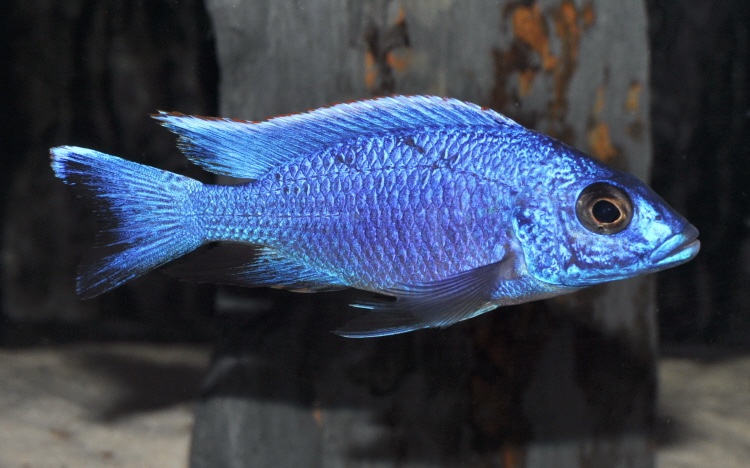 Otopharynx lithobates 'Domwe Island'